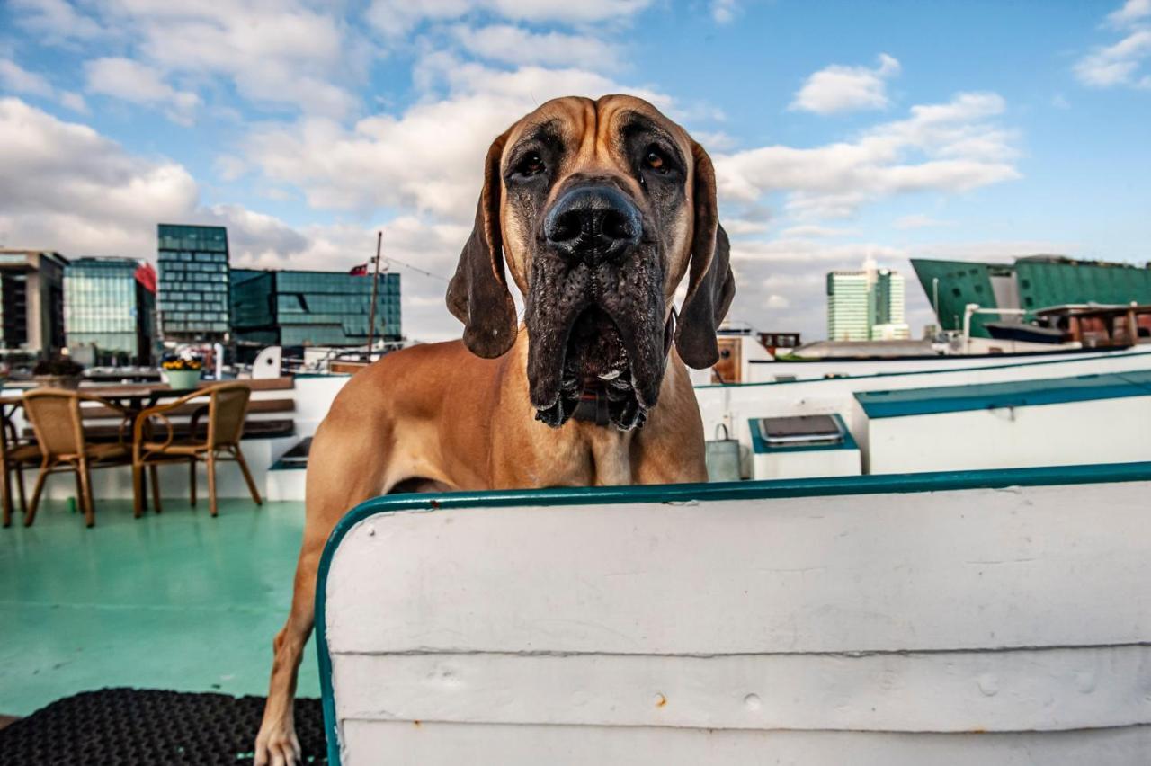Amsterdam Hotelboat エクステリア 写真